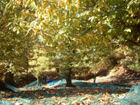 Kastanien vor der Lese