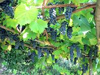 Traditionelles Weingestell