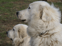 Patous: ganz entspannt bei der Arbeit