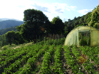 Ein Blick in einen unserer Bio-G�rten.